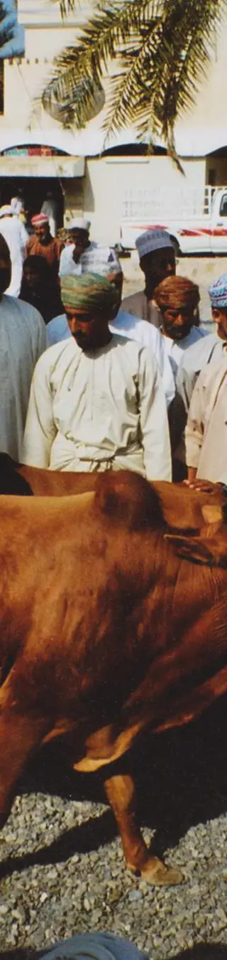 Mische dich unter die Schaulustigen auf dem Tiermarkt von Nizwa